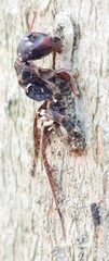Ophiocordyceps unilateralis