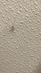 Pholcus phalangioides