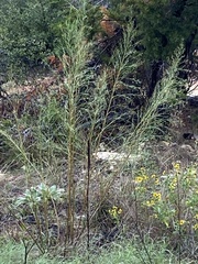 Eupatorium capillifolium