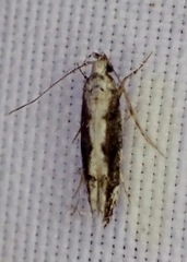 Coleotechnites florae