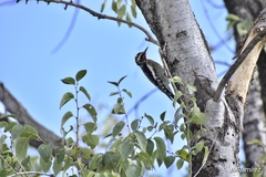 Sphyrapicus nuchalis