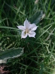 Convolvulus hermanniae