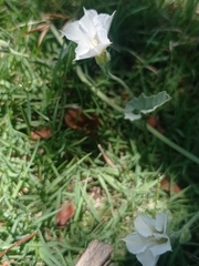 Convolvulus hermanniae