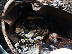 Malayopython reticulatus