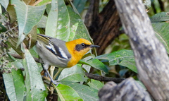 Peucedramus taeniatus