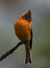 Mitrephanes phaeocercus