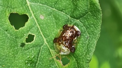 Helocassis testudinaria