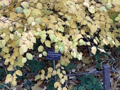 Corylopsis pauciflora