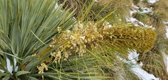 Aciphylla