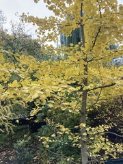 Corylopsis pauciflora