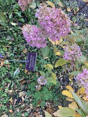 Corylopsis pauciflora