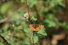 Phyciodes orseis