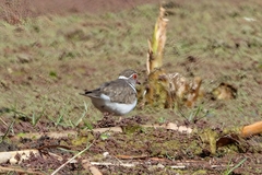 Charadrius tricollaris