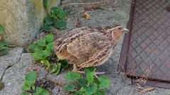 Coturnix coturnix