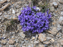 Linaria alpina