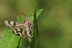 Drasteria adumbrata