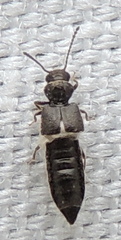Thinodromus