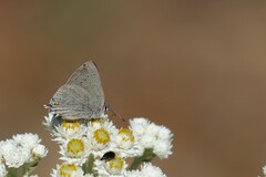 Satyrium sylvinus