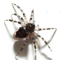 Euryopis funebris