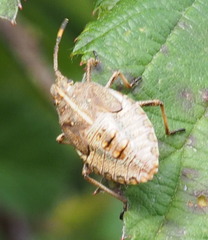 Omyta centrolineata