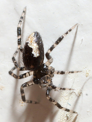 Euryopis funebris