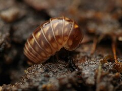 Glomeridae