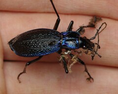 Carabus intricatus