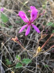Pelargonium rodneyanum