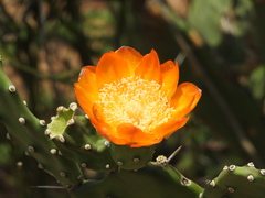 Opuntia elata