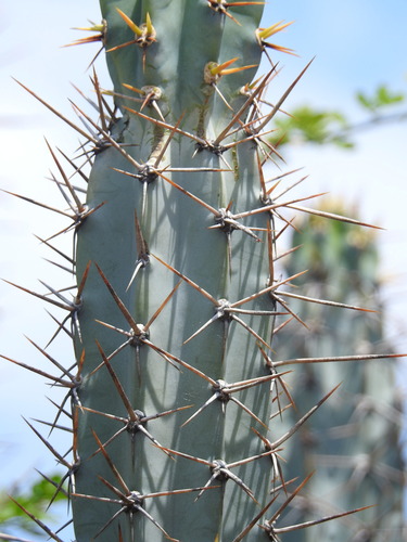 Image of Cereus stenogonus by (c) K. Musálem, some rights reserved (CC BY-SA)
