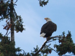 Haliaeetus leucocephalus washingtoniensis