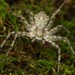 Running Crab Spiders - Photo (c) Ludivine Lamare, some rights reserved (CC BY), uploaded by Ludivine Lamare