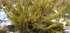 Dracophyllum