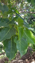 Ficus polita