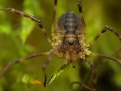 Oligolophus hanseni