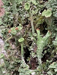 Cladonia fimbriata