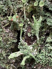 Cladonia fimbriata