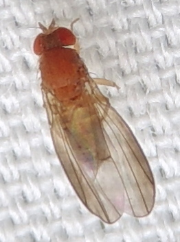 Cladochaeta