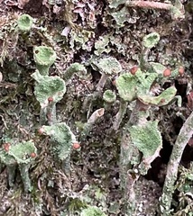 Cladonia fimbriata
