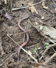 Oligochaeta