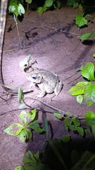 Incilius mazatlanensis
