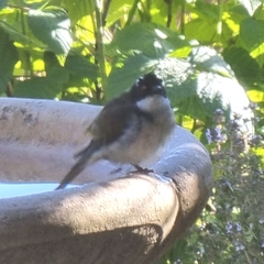 Melithreptus lunatus