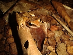 Pseudophilautus wynaadensis