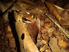 Pseudophilautus wynaadensis