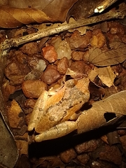 Pseudophilautus wynaadensis