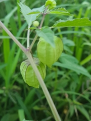 Physalis