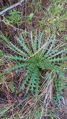 Cirsium horridulum