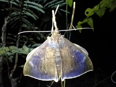 Lepidoptera