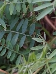 Vicia hirsuta