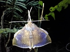 Lepidoptera